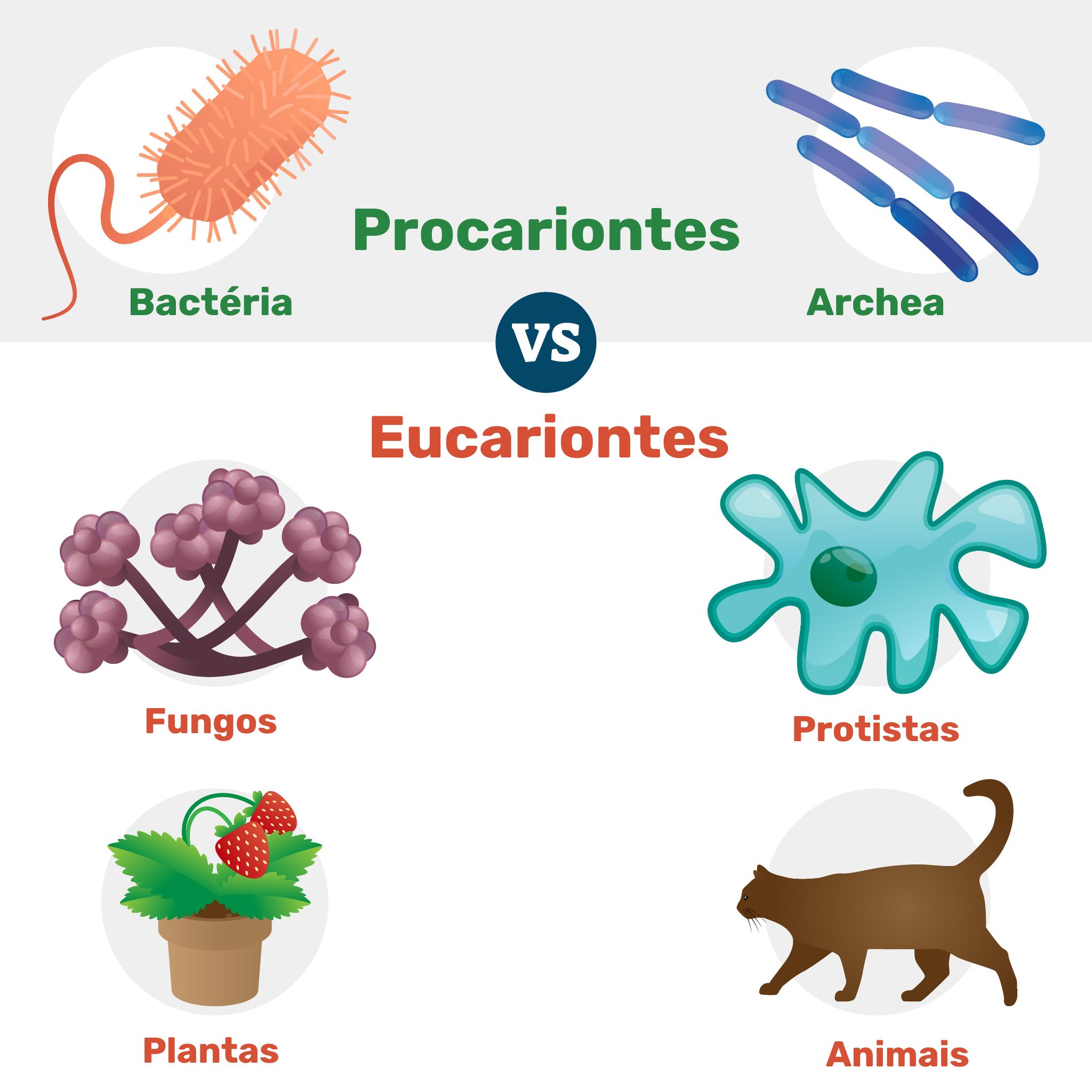 células eucariontes e procariontes