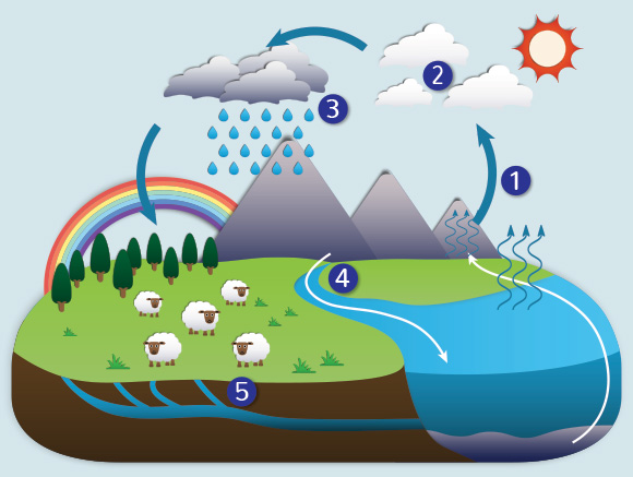 A ilustração mostra o ciclo da água que inicia com a evapotranspiração do mar. A água passa pelo processo de condensação nas nuvens e, quando muito carregadas, temos a precipitação. A precipitação libera umidade em forma de chuva, neve ou granizo. Pode acontecer por escoamento, se acumulando em rios, córregos e lagos, ou por infiltração, que é absorvida pelo solo e segue para os aquíferos. Na imagem, também temos ovelhas, que representam o processo de absorção pelos seres vivos.