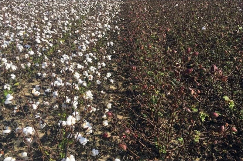 Imagem mostra plantação de algodão. Lado esquerdo normal e lado direito afetado pela seca
