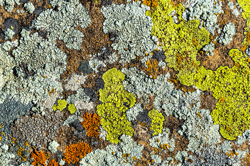 Líquens coloridos sobre rocha
