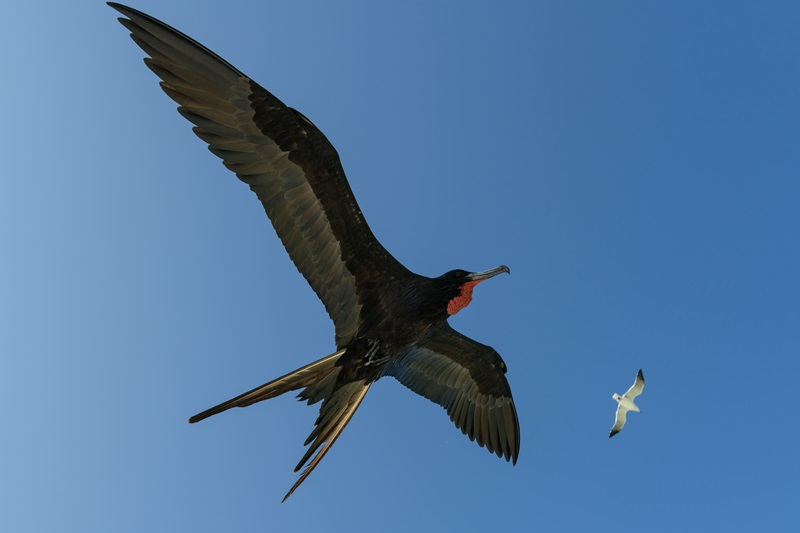 Fragata preta e gaivota branca voando no céu