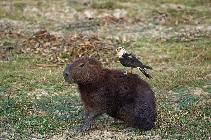 Ave carrapateiro nas costas de uma capivara