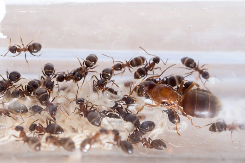 Formigas operárias junto com formiga rainha representando relações ecológicas