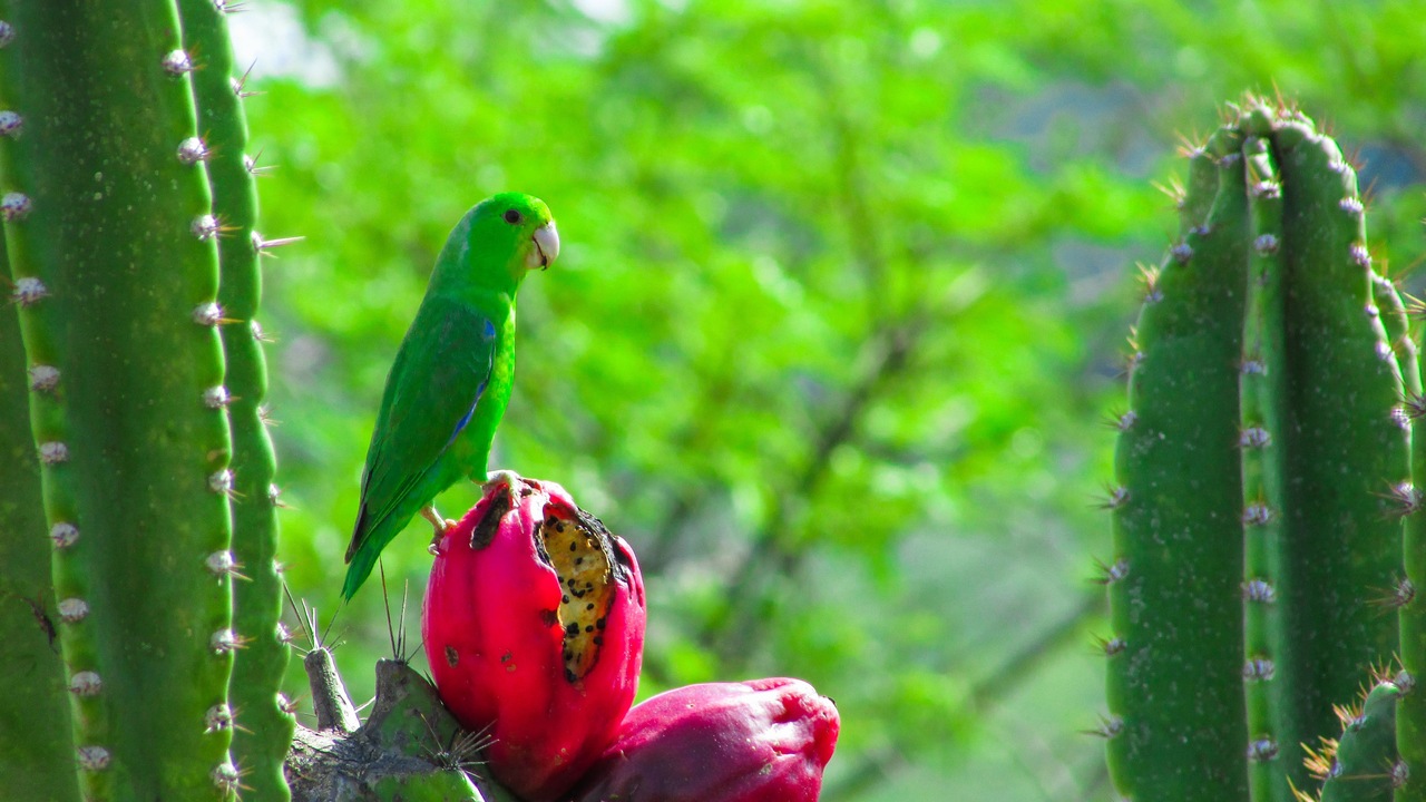 Um pássaro verde se alimentando de um fruto vermelho de cacto, evidenciando a interação da fauna com a flora nos biomas brasileiros