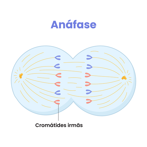 Na anáfase ocorrem eventos determinantes para a segregação correta dos cromossomos e a formação de células filhas geneticamente idênticas.