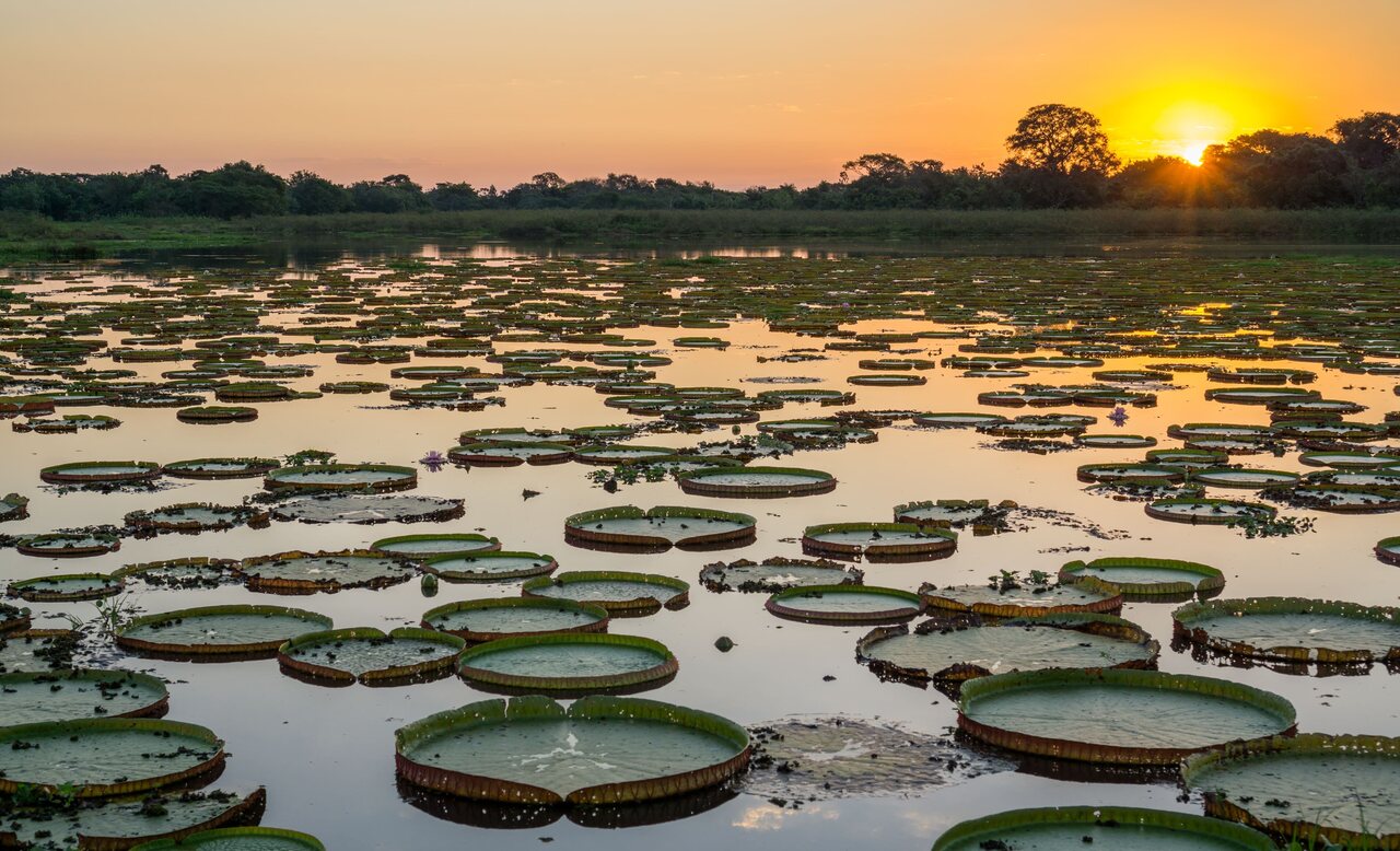 Vitória-régias flutuam na superfície da água ao pôr do sol, destacando a vegetação aquática típica do Pantanal, um bioma brasileiro