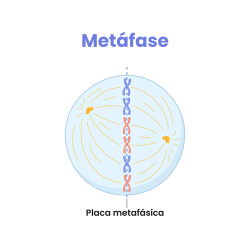 Durante a metáfase ocorrem eventos que garantem a organização adequada dos cromossomos antes da divisão celular.