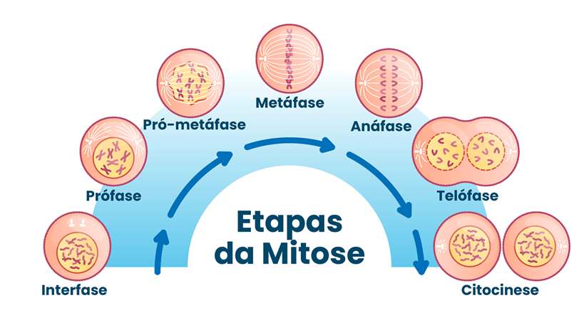 Fases da mitose - prófase, a pró-metáfase, a metáfase, a anáfase, a telófase e a citocinese.