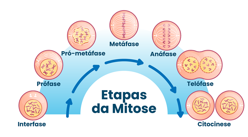 Fases da mitose - prófase, a pró-metáfase, a metáfase, a anáfase, a telófase e a citocinese.  