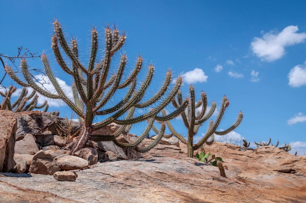 Cactos erguem-se sobre terreno rochoso sob céu azul, representando a vegetação típica do bioma da Caatinga no Brasil