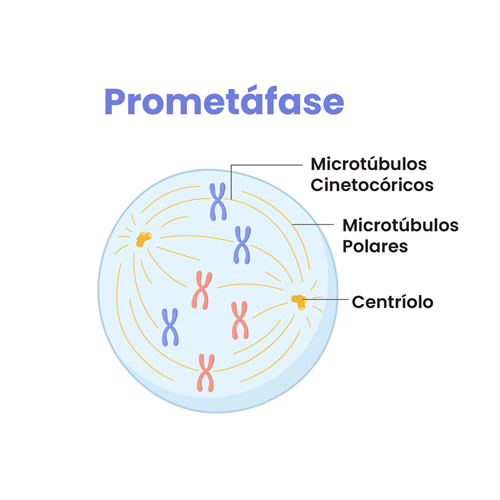 Na prometáfase, ocorrem eventos essenciais para a preparação da célula para a divisão celular. 