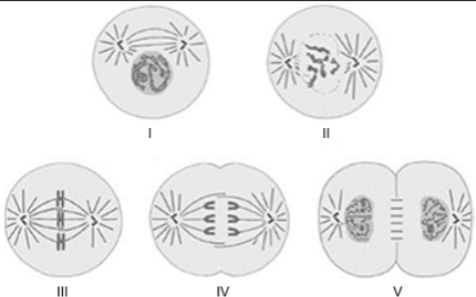 Representação de um processo de divisão celular que ocorre nos organismos eucarióticos: a mitose.