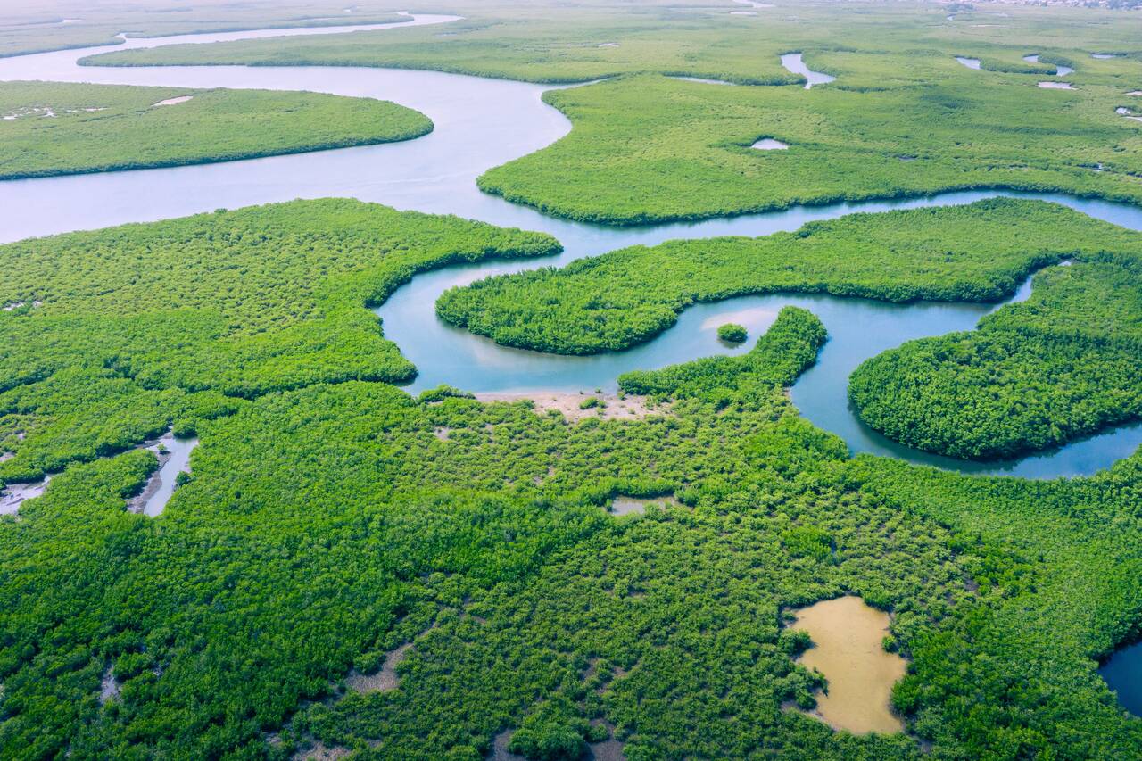 Vista aérea da intrincada rede de canais de água e vegetação densa, representativa do bioma da Floresta Amazônica no Brasil