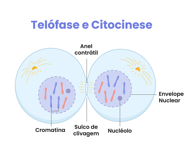 telófase, que é a fase final da mitose, e a citocinese, ocorrem simultaneamente 