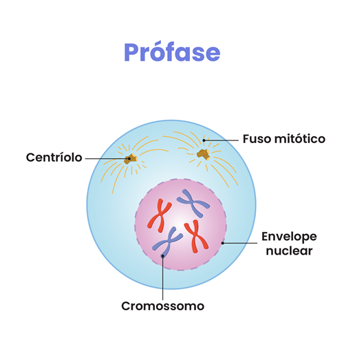 O início da prófase é marcado por uma série de eventos que preparam a célula para a divisão celular.