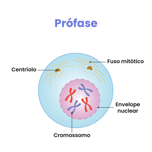 O início da prófase é marcado por uma série de eventos que preparam a célula para a divisão celular. 