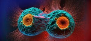 imagem mostrando a mitose, divisão celular