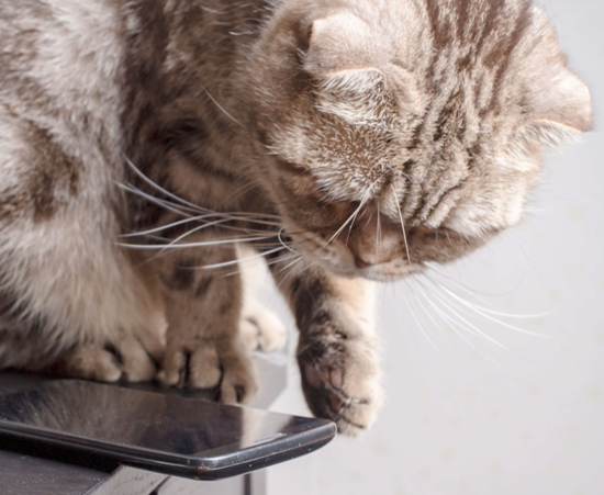 Gato cinza em cima da mesa empurrando celular com a pata