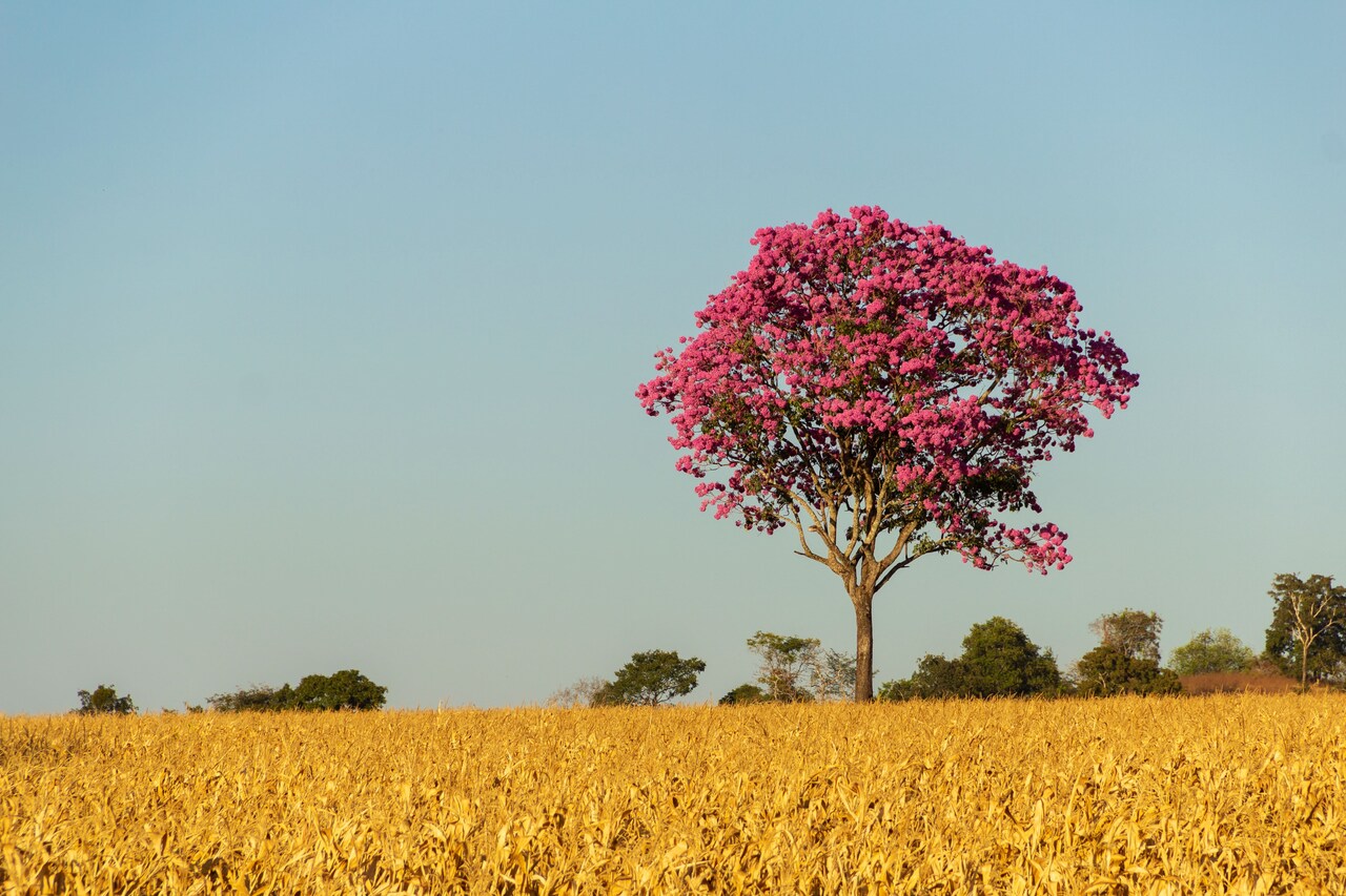 Imagem de um ipê-roxo em plena floração, destacando-se em um campo dourado, típico do bioma do Cerrado no Brasil