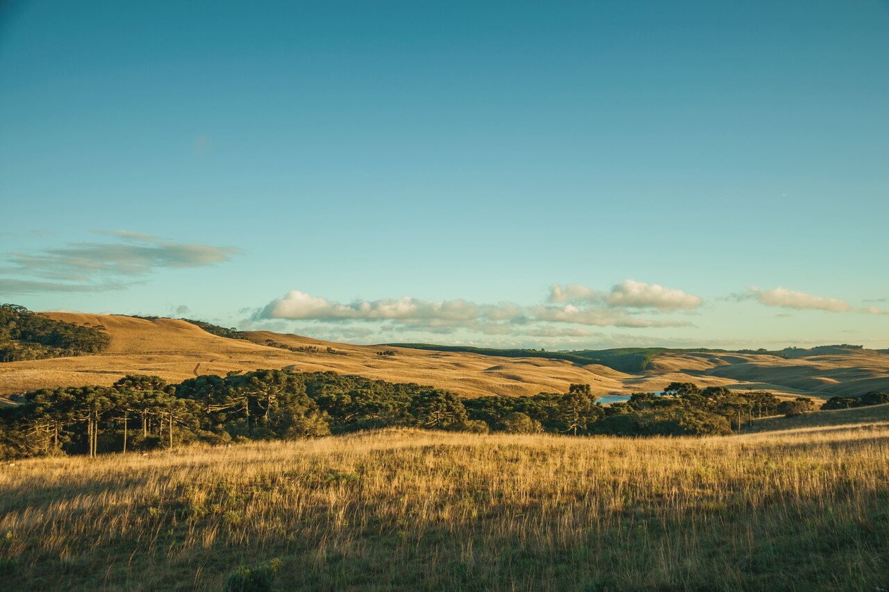 Vista panorâmica dos Pampas brasileiros com campos abertos e suavemente ondulados sob um céu azul com nuvens esparsas