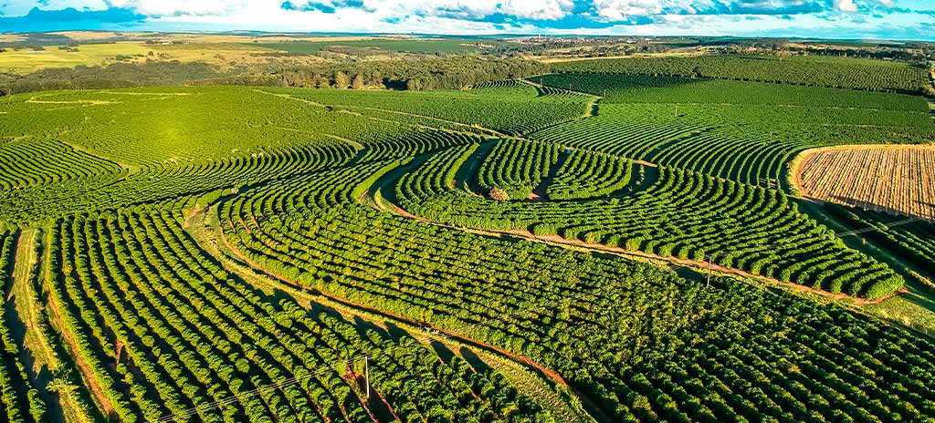 campo representando plantações no Brasil