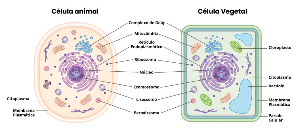 Representação das organelas da célula animal e da célula vegetal