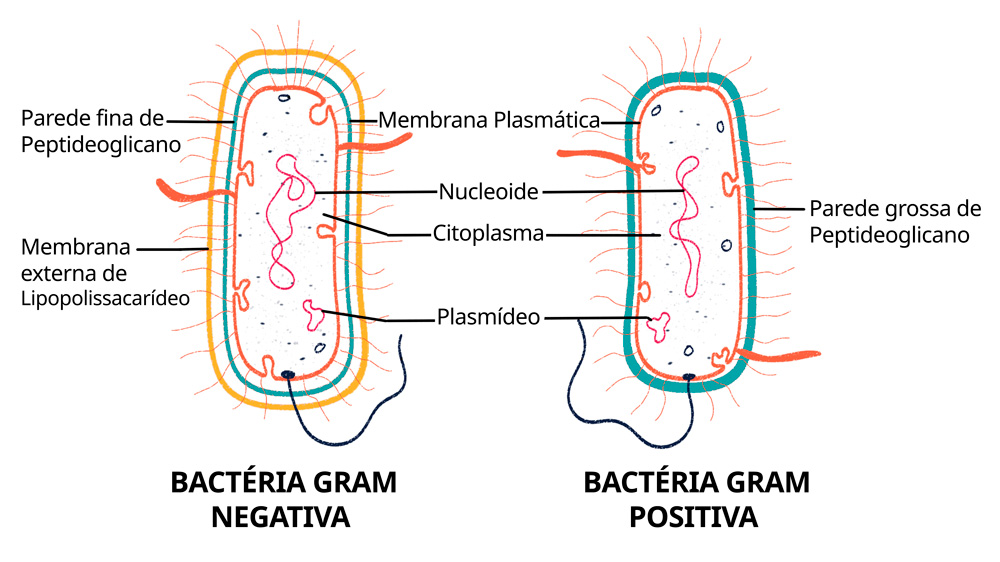 Organelas das bactérias gram negativas e gram positivas