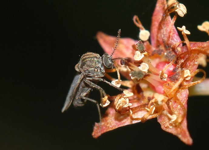 O maruim, inseto transmissor da Febre de Oropouche, também é conhecido como mosquito-pólvora (Imagem: Reprodução Wikimedia Commons)
