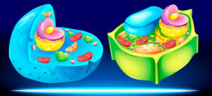 Ilustração de dois tipos de célula, animal e vegetal