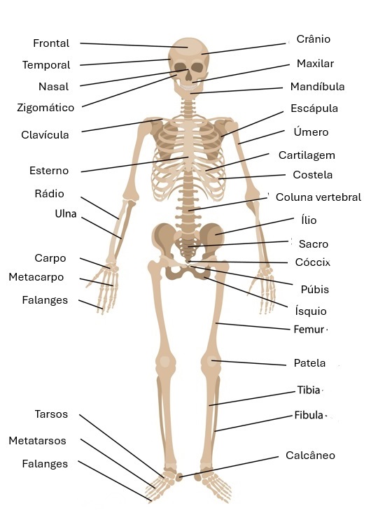 Esqueleto humano com ossos indicados