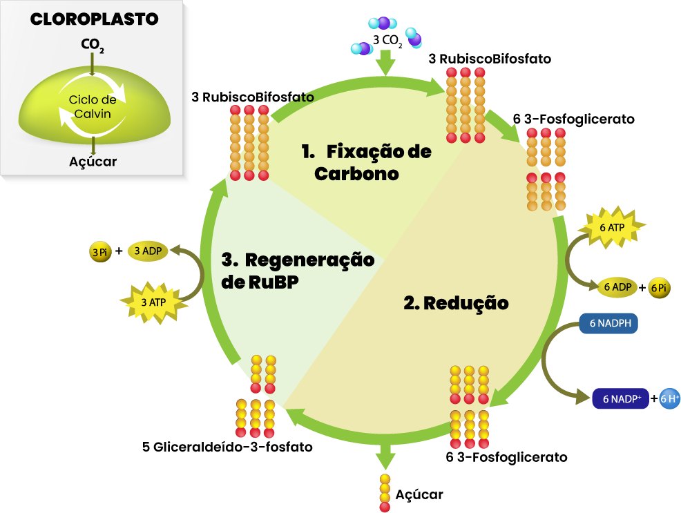 Esquema mostrando o Ciclo de Calvin 