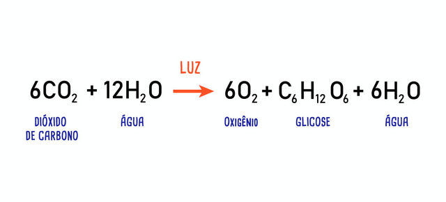 Equação geral da fotossíntese