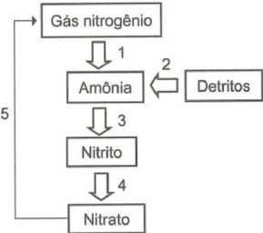 Questão do Enem 2023 sobre Ciclo do Nitrogênio. Gás nitrogênio como 1, Detritos como 2, Amônia para Nitrito como 3, Nitrito para Nitrato como 4 e Nitrato para Gás nitrogênio como 5