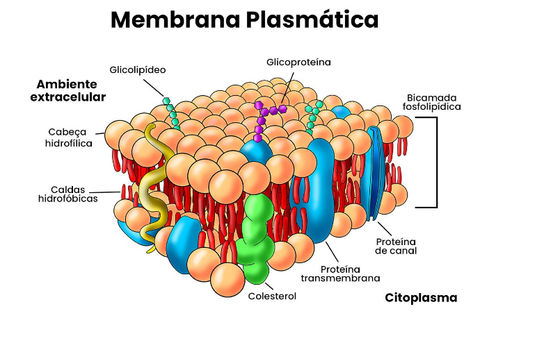 infográfico membrana plasmática