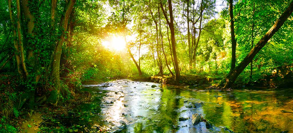 Paisagem do meio ambiente com rio em meio à arvores