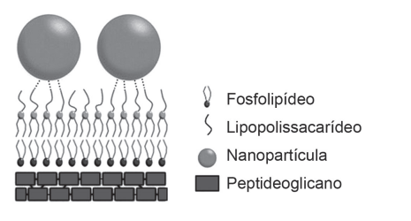 interação entre a superfície da nanopartícula e o lipopolissacarídeo citologia no enem