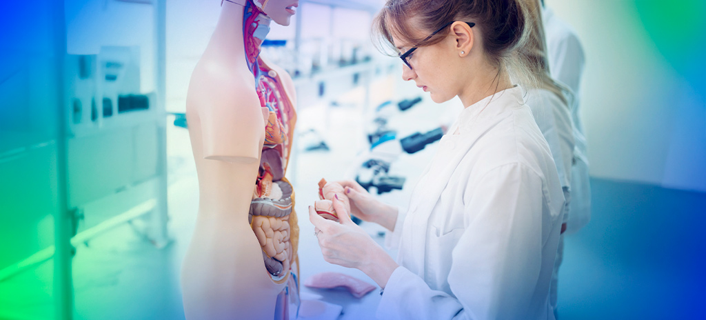 estudante de medicina olhando réplica do corpo humano