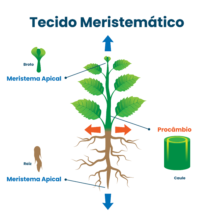 Tecido meristemático