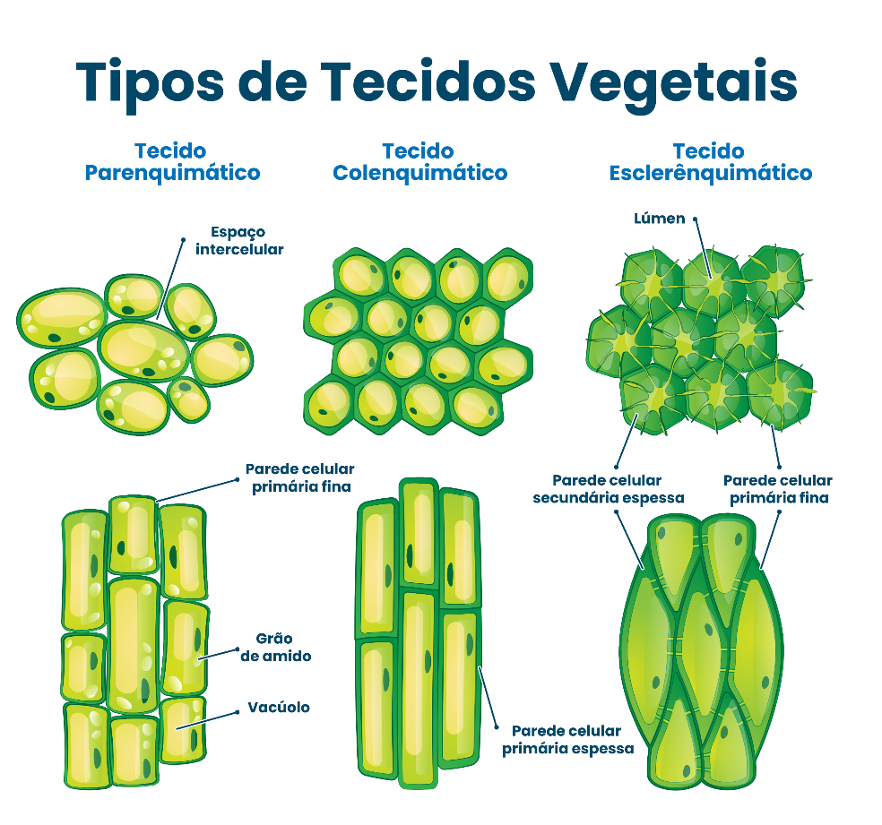 Tipos e tecidos vegetais - parenquimático, colenquimático, esclerênquimático