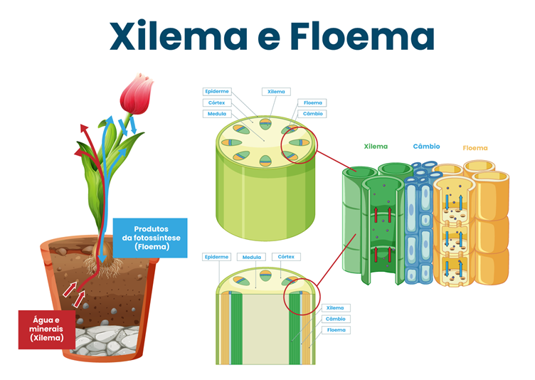 xilema e floema