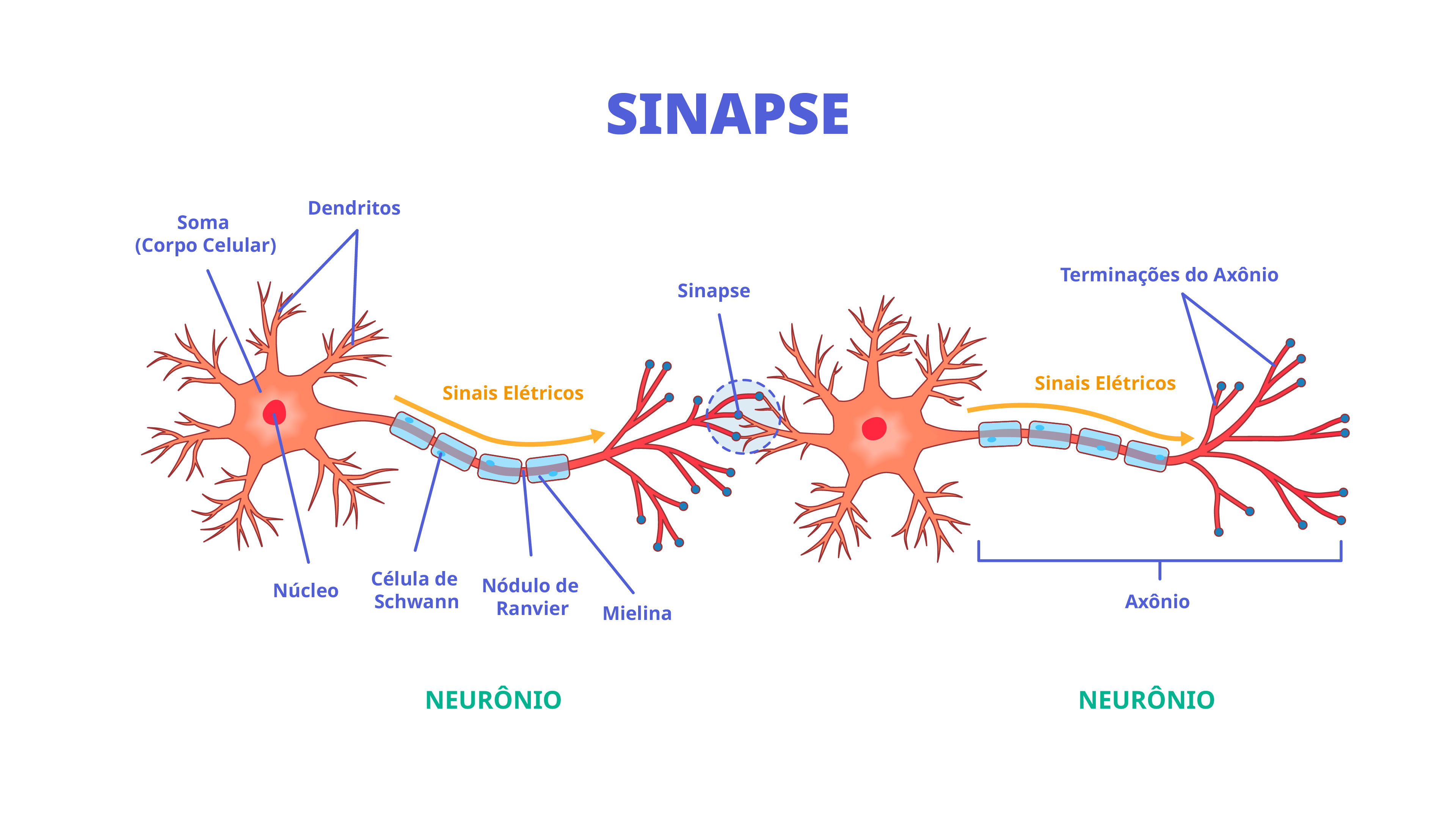 Sinapses - Sistema nervoso