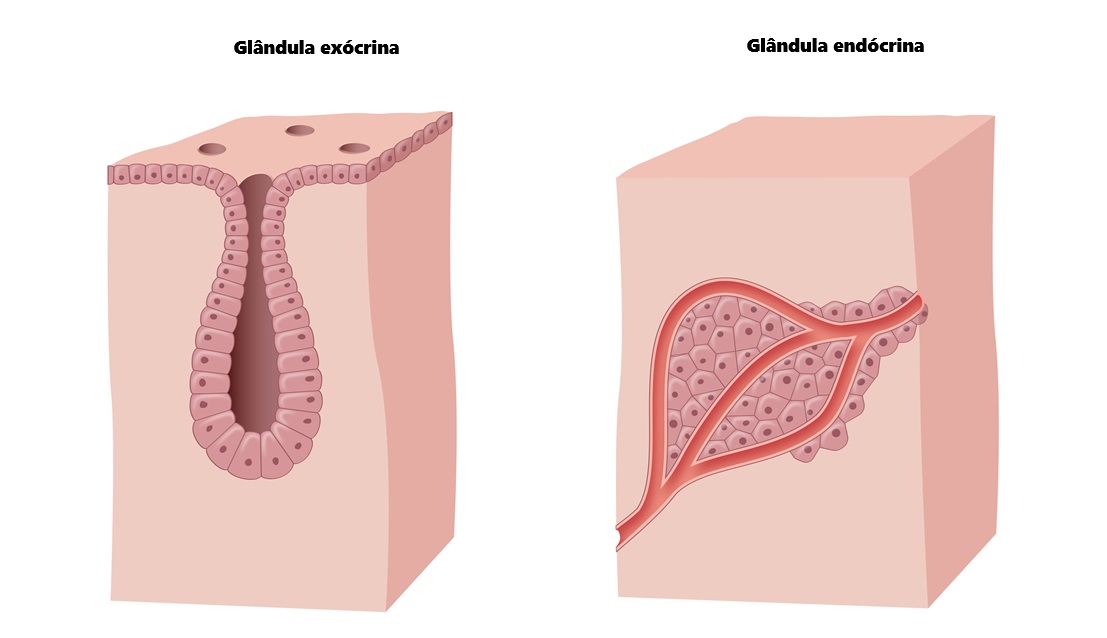 Representação de glândulas exócrina e endócrina