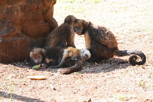 Filhote de macaco-prego foi resgatado pela equipe da PMA – Green Farm