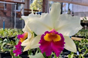 Mercadão de Santa Bárbara receberá o 2º Festival das Orquídeas