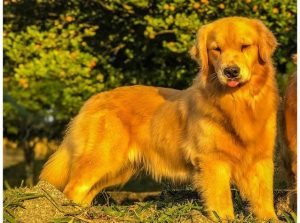 Golden Retriever: 1 das raças mais populares do mundo