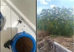 Aranhas gigantes assustam moradora em Americana