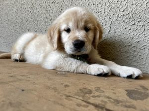 Riscos da obesidade em cães e gatos