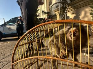 Sagui vendido ilegalmente 