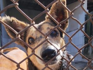 holanda zera animais de rua