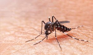 Dengue chega a 500 mil casos no Brasil